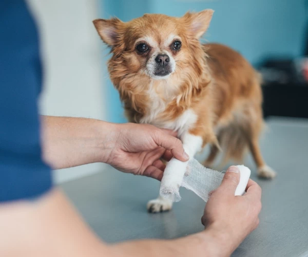 Pies z bandażem na łapce