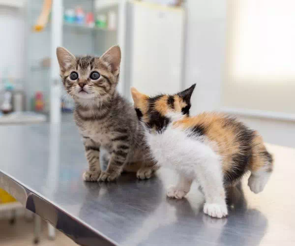 Kot w trakcie szczepienia